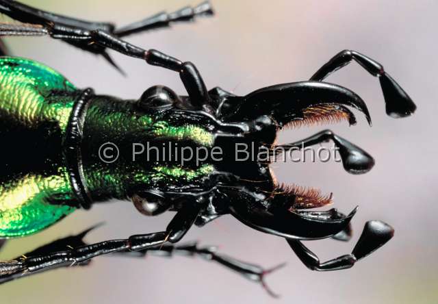 Acoptolabrus constricticollis.JPG - Acoptolabrus constricticollis (Portrait), Carabe, Ground beetle, Coleoptera, Carabidae, Chine